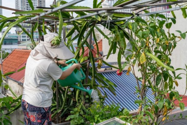 Vườn rau sân thượng tại nhà: Tự cung cấp rau sạch mỗi ngày