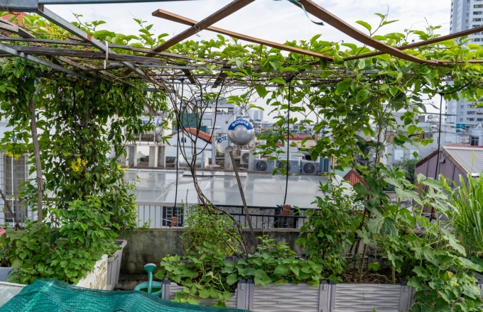 Một số loại rau củ quả đang được trồng tại sân thượng như chị Dung vào thời điểm này như chanh leo, rau ngót, sả, các loại rau thơm...
