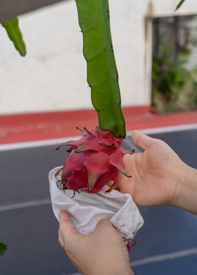 Chị Dung cho biết, thanh long ruột đỏ nhà trồng quả nhỏ nhưng bù lại rất ngọt.
