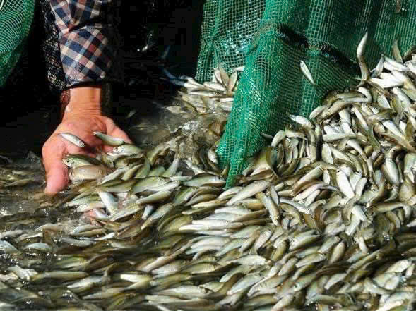 cá linh đánh bắt vào mùa nước nổi. Ảnh: Sông quê