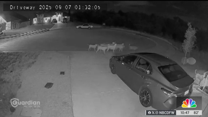 Chó hoang xuất hiện cùng nhau vào ban đêm trên đường phố Godley, bang Texas. Ảnh: NBC News