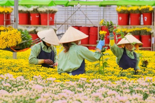 Đại gia hoa tươi Việt Nam M&A công ty Australia