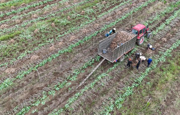 Khoai mì rớt giá: Nông dân thua lỗ nặng!