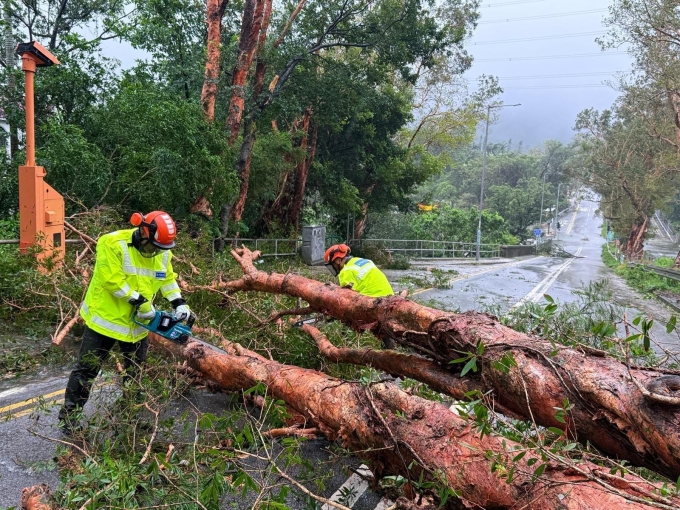 Cảnh sát Hong Kong dọn dẹp cây đổ do ảnh hưởng của bão Ragasa ngày 24/9. Ảnh: AFP