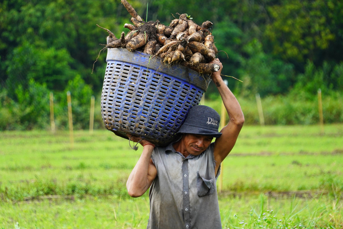 Giá khoai mì giảm khoảng phân nửa, mỗi ha đất thuê nông dân thua lỗ từ 10 đến 20 triệu đồng. Ảnh: Hoàng Nam