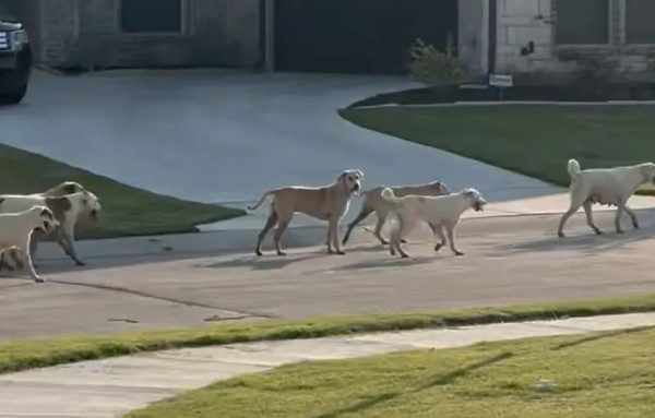 Texas: Đàn chó hoang 40 con gây lo sợ cho người dân