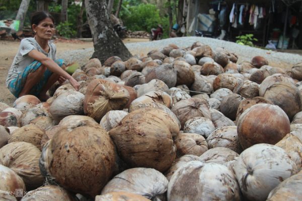Gia Lai: Sâu đầu đen tàn phá gần 2.000 cây dừa