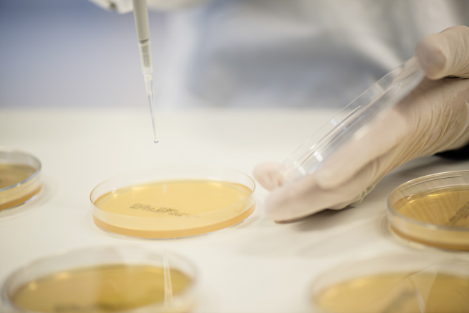 Nhà khoa học đang dùng pipet nhỏ dung dịch vào đĩa petri trong phòng thí nghiệm. Ảnh: Biogaiagroup