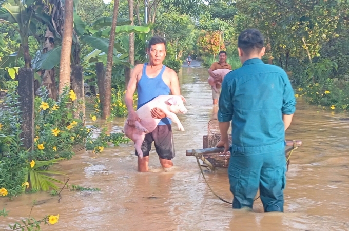 Người dân cùng lực lượng chính quyền sơ tán gia súc đến nơi an toàn. Ảnh: Hoài Thanh