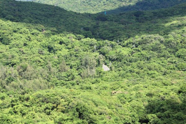 Côn Đảo: Tiềm năng tín chỉ carbon từ rừng và biển