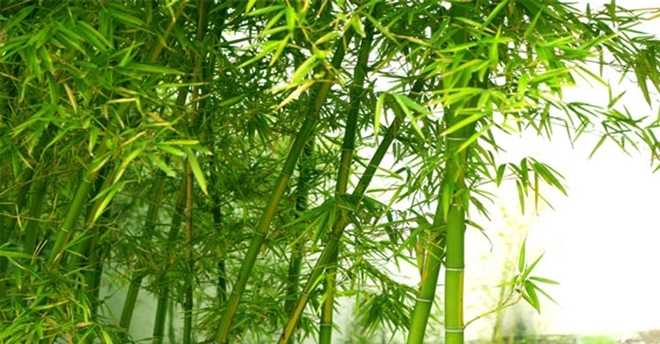 Những khóm tre xanh vốn quen thuộc ở làng quê Việt Nam. Ảnh: Trường Đại học Sư Phạm Hà Nội