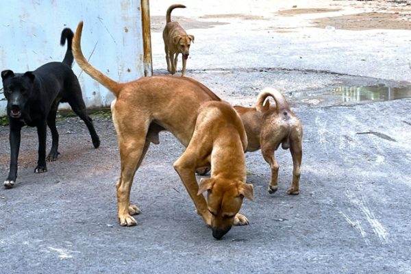 Chó cắn khách chảy máu vì tranh đồ ăn: Cảnh báo nguy hiểm