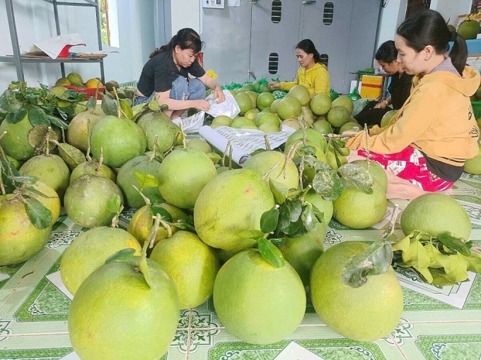 Sản phẩm bưởi da xanh ở huyện Hoài Ân được bán trên sàn thương mại điện tử. Ảnh: Thành Việt