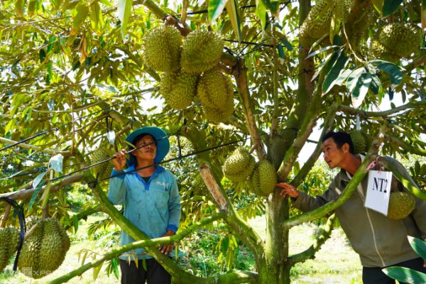 Xuất khẩu sầu riêng Việt Nam đạt 1,2 tỷ USD: Cơ hội vàng!