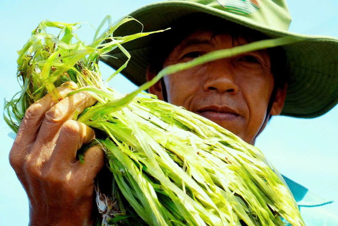 Cây hẹ nước. Ảnh: Hoàng Nam