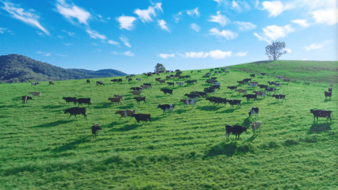 Đàn bò tại nông trại Moozi ở Tasmania (Australia) được chăn thả tự nhiên trên đồng cỏ. Ảnh: VitaDairy