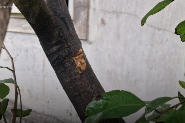 Viên đạn bắn chim lạc vào cửa sổ khiến hàng xóm tử vong