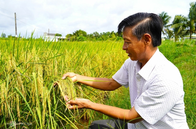 Ông Đua kiểm tra lúa chuẩn bị thu hoạch. Ảnh: Chúc Ly