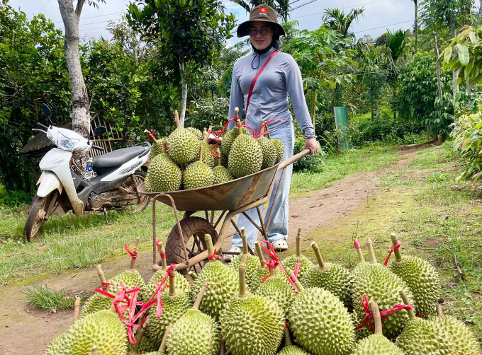 Thương lái thu mua Musang King tại Đăk Lăk. Ảnh: Phan Thị Hằng