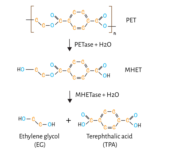 Cách vi khuẩn chuyển hóa rác nhựa thành các thành tố cơ bản. Nguồn: RS Science
