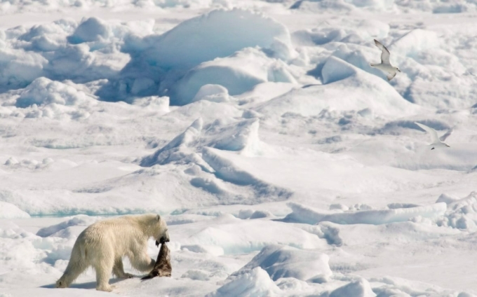 Con gấu Bắc Cực săn mồi ở Nunavut. Ảnh: CBC