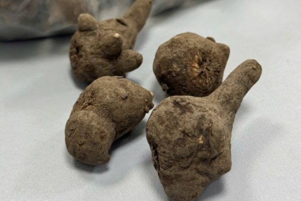 Uống củ ấu tàu chữa khớp: Nguy cơ suýt mất mạng!