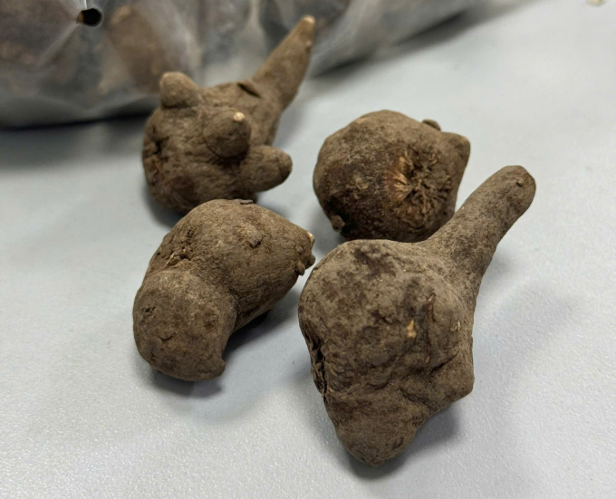 Củ ấu tàu bệnh nhân sử dụng. Ảnh: Bác sĩ cung cấp