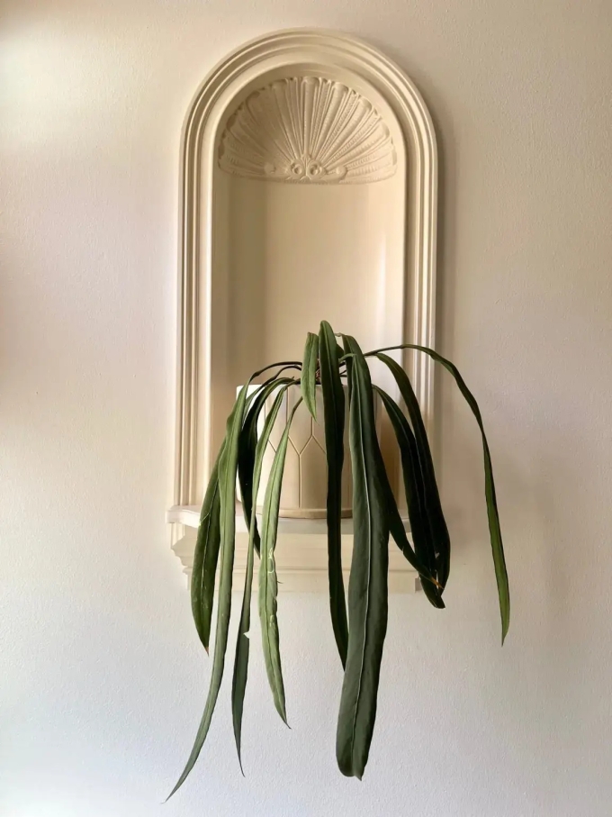 Ảnh: happyhouseplants