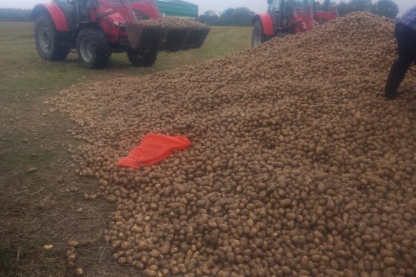 Tin đồn thất thiệt gây thiệt hại 150 tấn khoai tây