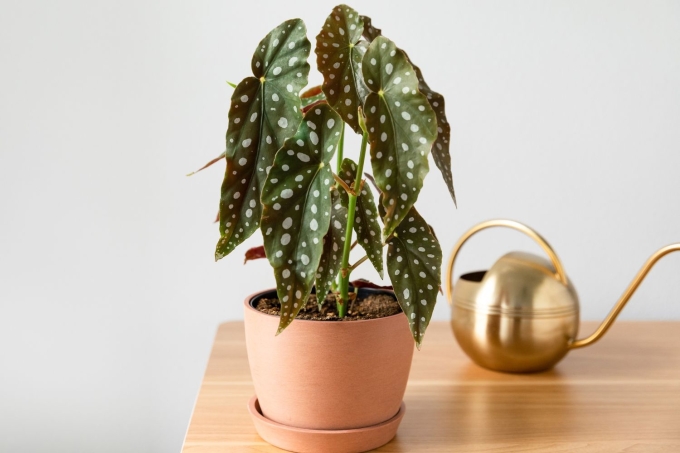 Ảnh: thespruce