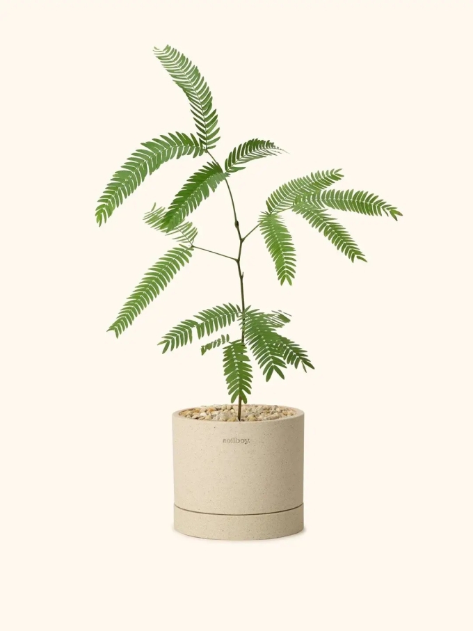 Ảnh: soilboy