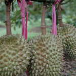 Bầu Đức IPO hai công ty con: Bước tiến mới?