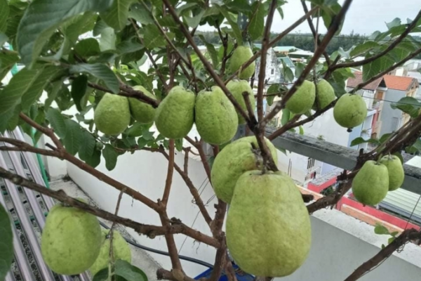 Ai không nên ăn ổi? Lưu ý khi ăn ổi
