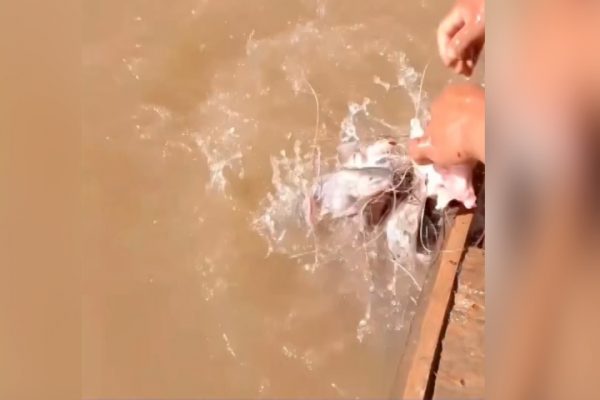 Câu cá sông: Mẹo bắt nhiều cá bằng mồi thịt đơn giản