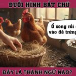 Thành ngữ Việt Nam về gà và ổ: Giải nghĩa