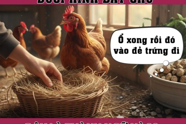 Thành ngữ Việt Nam về gà và ổ: Giải nghĩa