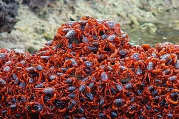 Di cư đỏ rực: Hàng triệu cua đổ bộ đảo Christmas