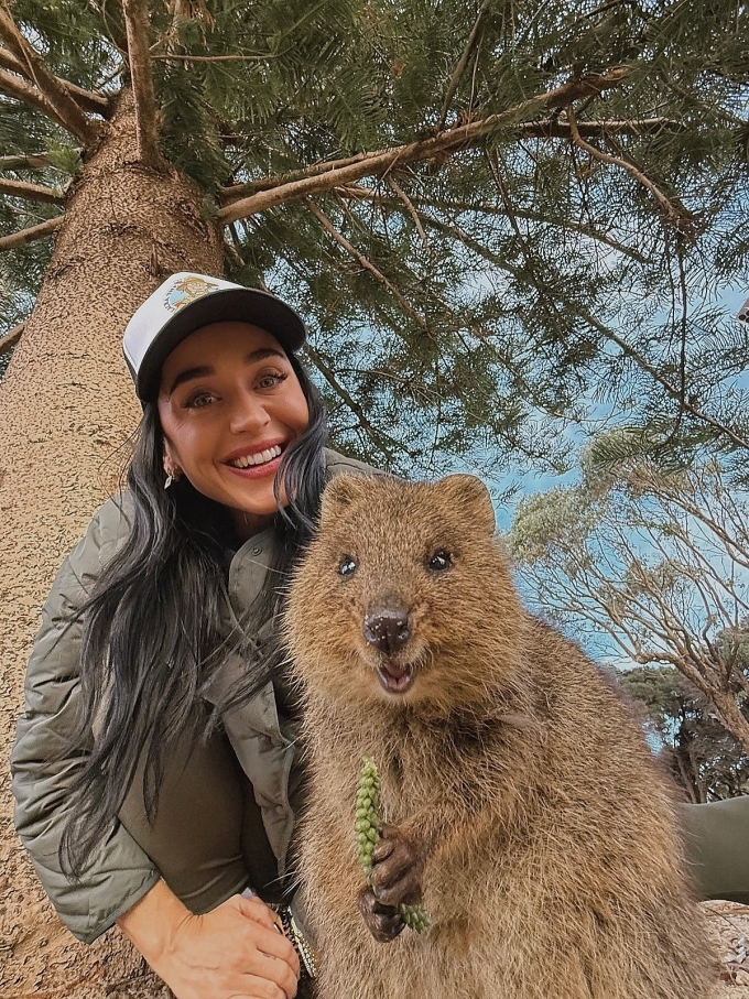 Katy Perry chụp hình cùng con quokka - loài động vật hạnh phúc nhất thế giới tại Australia hồi tháng 6. Ảnh: Instagram Katy Perry
