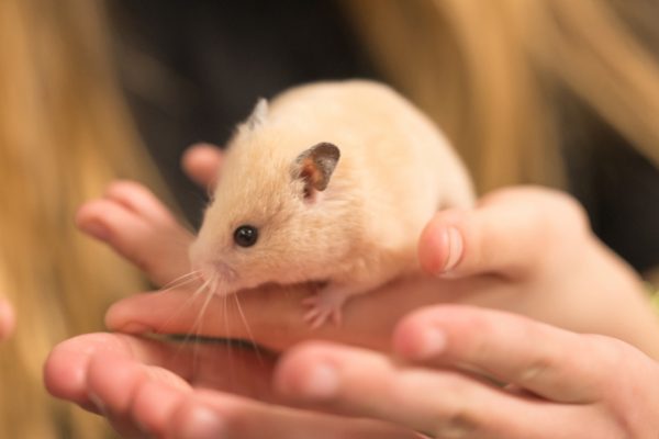 Hamster có bị dại không? Tìm hiểu về virus dại ở chuột hamster