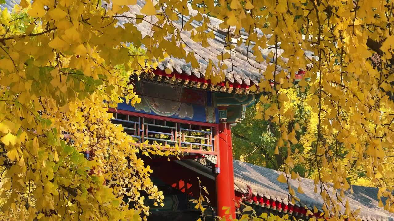 Mùa thu vàng ở Bắc Kinh