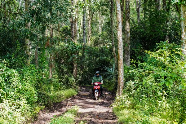Rừng gỗ quý 450ha tuổi đời nửa thế kỷ: Bảo tồn và phát triển