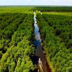 Làm giàu từ rừng tràm: Chàng trai kiếm trăm triệu nhờ đặc sản