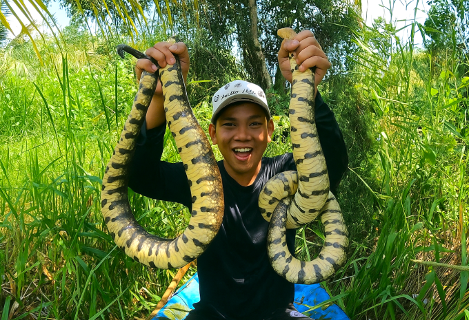 Rắn ri voi là loài Thái thường bất được khi đặt dớn. Ảnh: An Minh