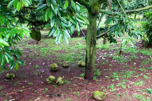Sầu Riêng Rụng Hàng Loạt: Nỗi Lo Mất Mùa Của Nông Dân