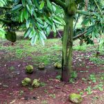 Vì sao dừng kiểm nghiệm sầu riêng? Yêu cầu làm rõ từ Chính phủ