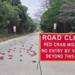 Australia: Mùa di cư đỏ rực của hàng triệu con cua