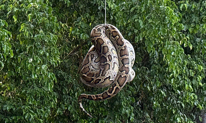 Trăn nằm trên cây ở gần bến tàu du lịch. Ảnh: Phạm Ka