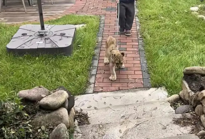 Resort Trung Quốc cho sư tử con vào đánh thức khách - 1