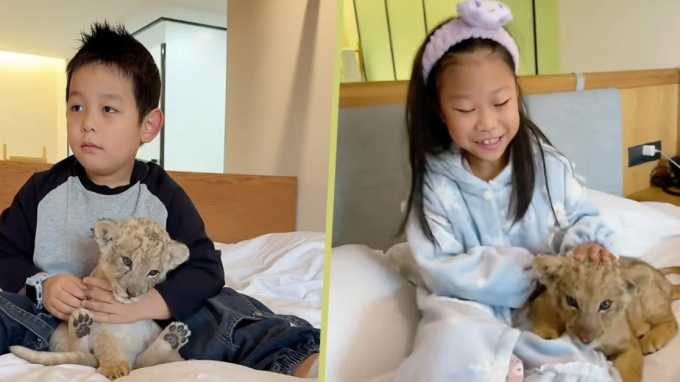 Các khách nhí được sư tử con đánh thức tại giường. Ảnh: SCMP