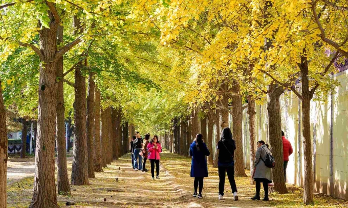 Mùa thu ở Bắc Kinh. Ảnh: CGTN